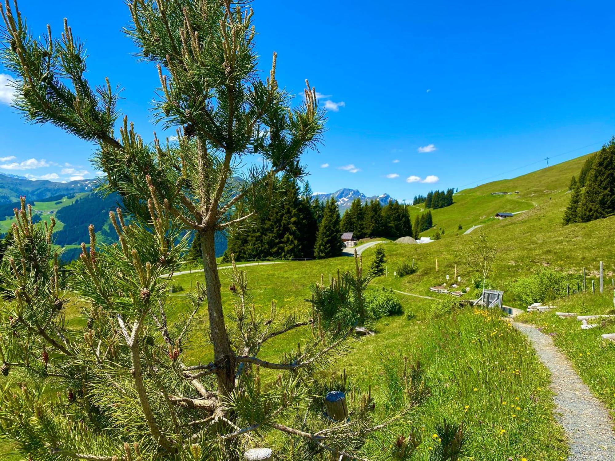 Homestay Alm Seasons Premium & Saalbach-Hinterglemm